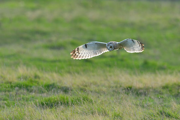 Sumpfohreule im Flug