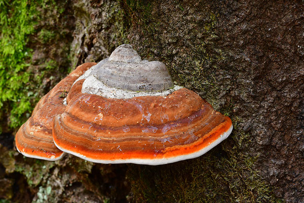 Rotrandiger Baumschwamm