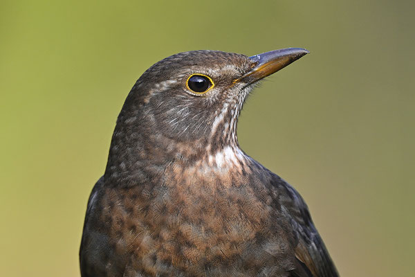 Amsel Weibchen