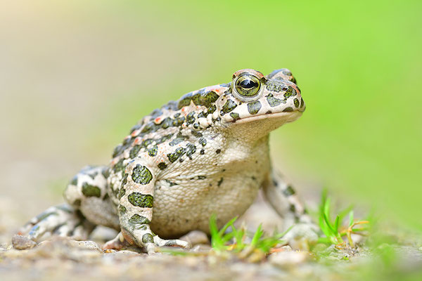 Wechselkröte