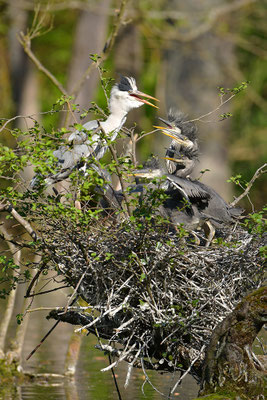 Graureiher am Nest mit Jungvögeln