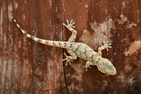 Mauergecko
