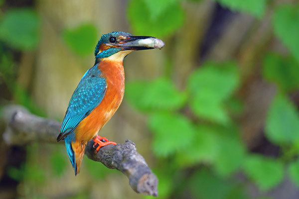 Eisvogel fütternd