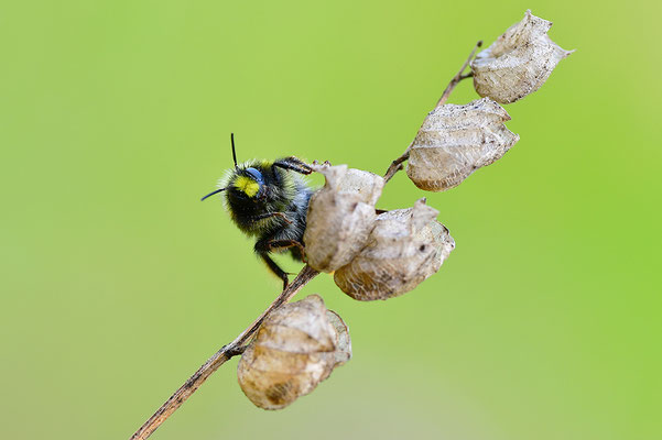 Wiesenhummel