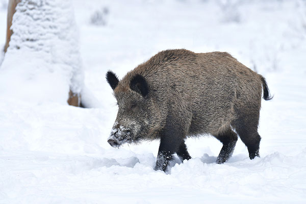 Wildschwein