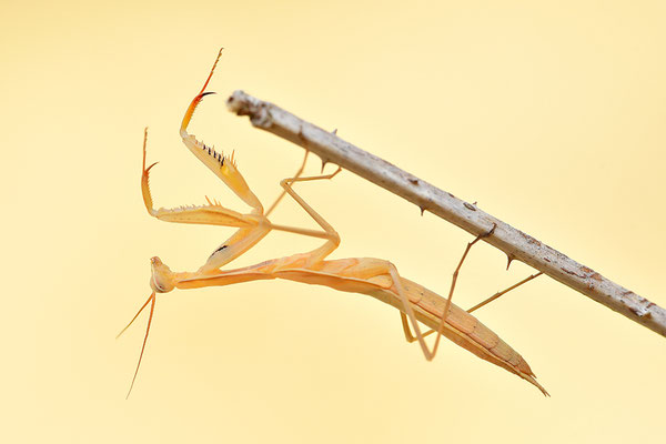 Gottesanbeterin subadult