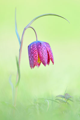Schachbrettblume