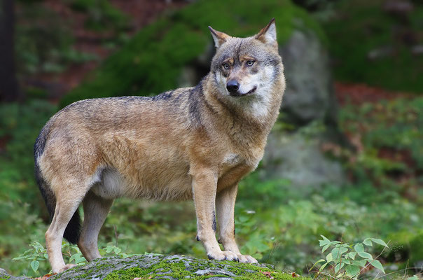 Wolf, Nationalpark Bayrischer Wald Tierfreigelände Neuschönau