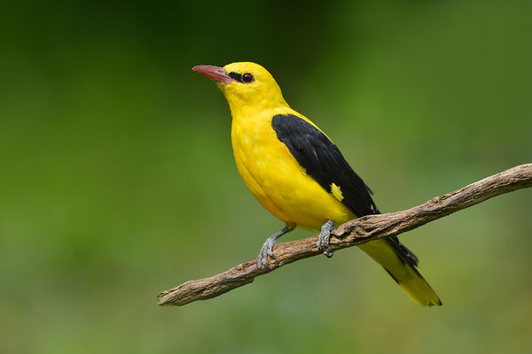 Pirol Männchen