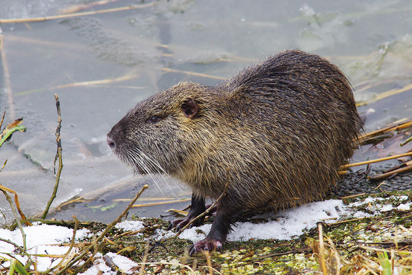 Nutria