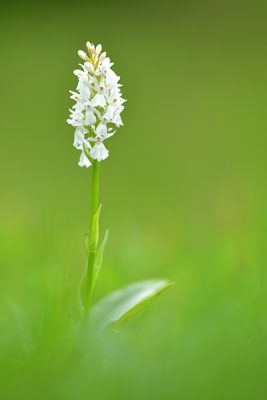 Geflecktes Knabenkraut