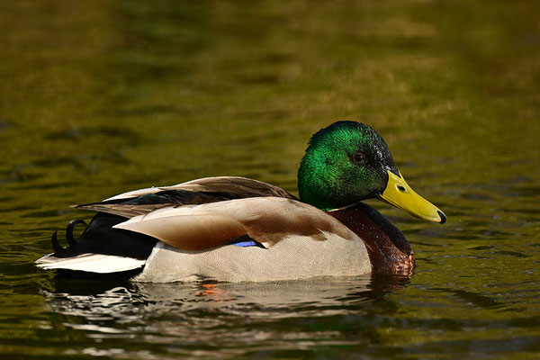 Stockente Männchen