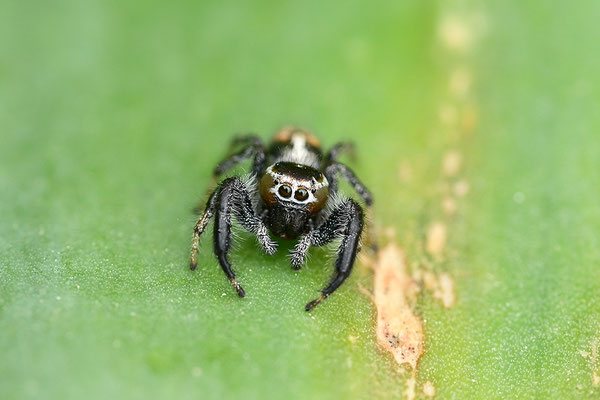 Springspinne