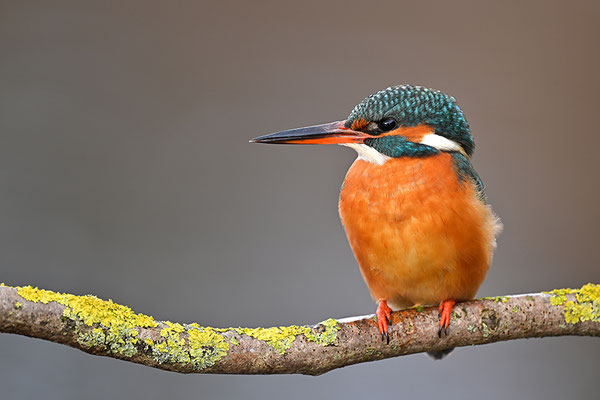 Eisvogel Weibchen