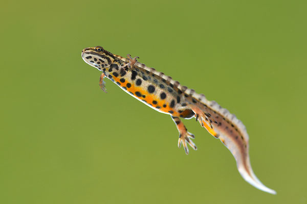 Teichmolch Männchen