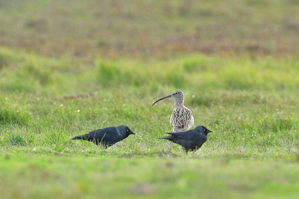 Großer Brachvogel