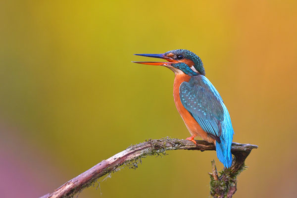 Eisvogel Weibchen
