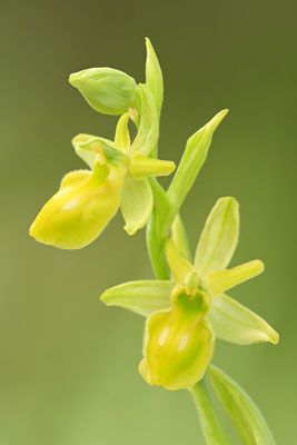 Gelbe Spinnenragwurz flavescens