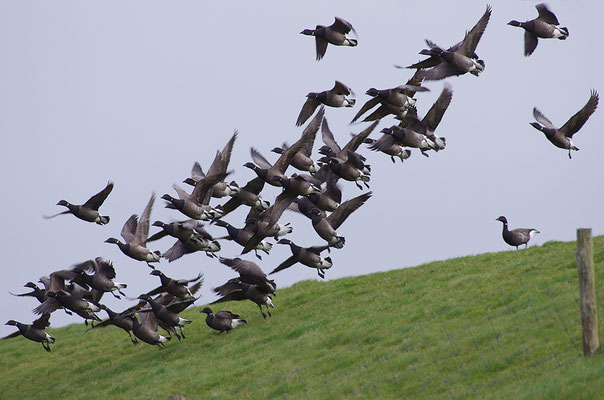 Ringelgans im Flug