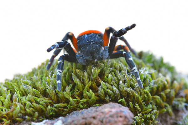 Rote Röhrenspinne, Männchen