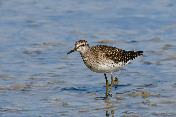 Bruchwasserläufer