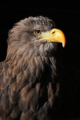 Seeadler