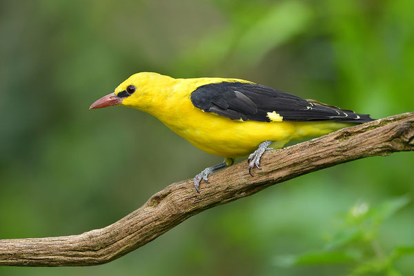 Pirol Männchen