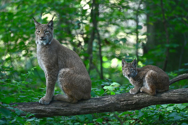 Jungluchs mit Mutter, Tierpark Gangelt
