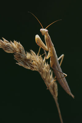 subadult