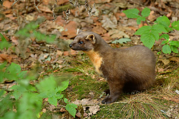 Baummarder im Otterpark Hankensbüttel