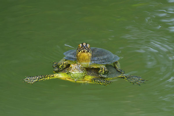 Europäische Sumpfschildkröte Paarung