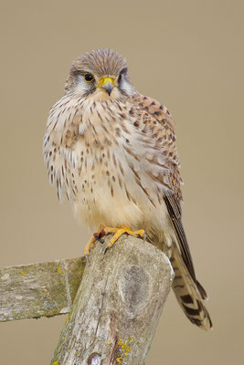 Turmfalke