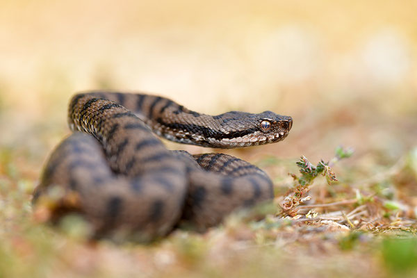 Aspisviper
