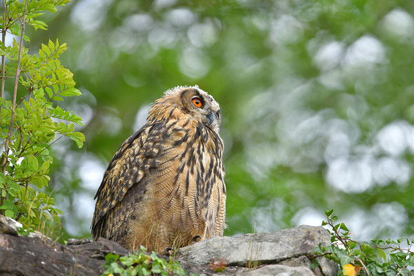 Uhu Jungvogel