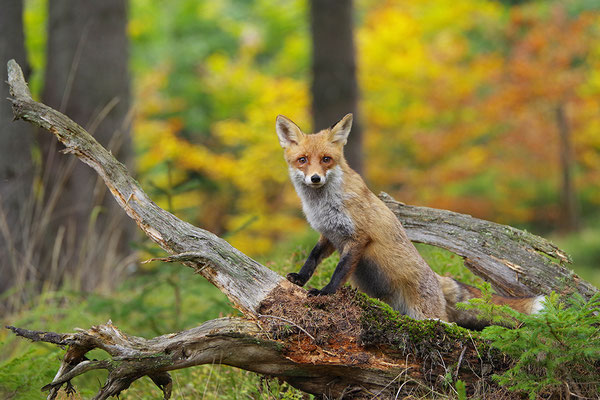 Fuchs