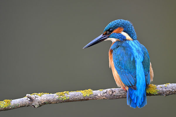 Eisvogel 