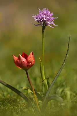 Rote Kretische Tulpe
