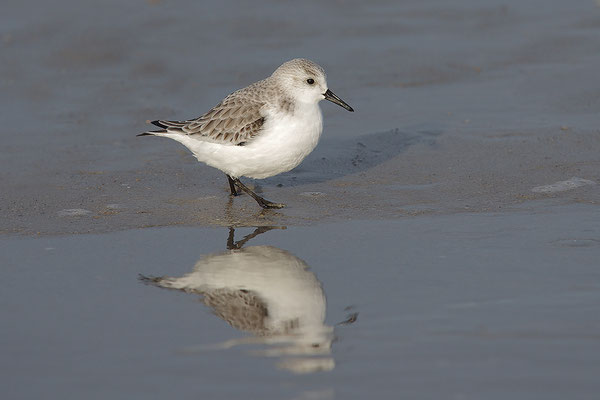 Sanderling