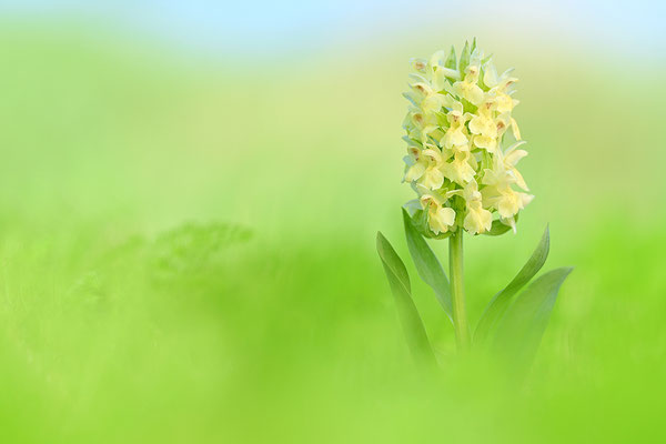 Holunderknabenkraut