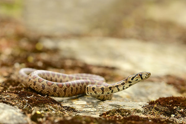 Leopardnatter