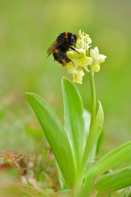 Blasses Knabenkraut mit Hummel