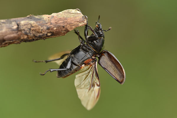 Hirschkäfer Weibchen im Anflug