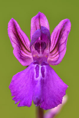 Borys Knabenkraut Einzelblüte