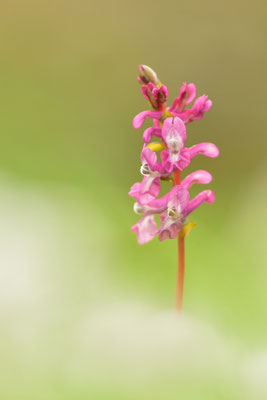 Hohler Lerchensporn