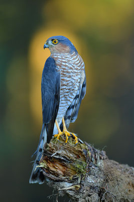 Sperber Männchen