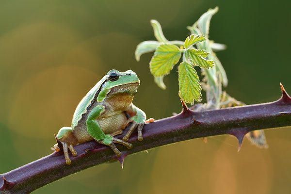 Laubfrosch