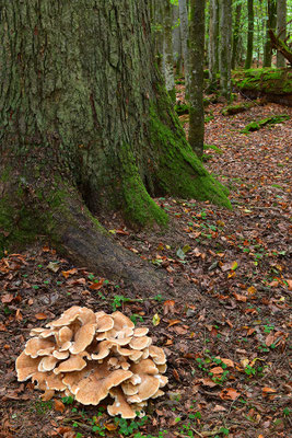 Bergporling