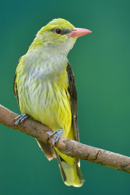 Pirol Weibchen