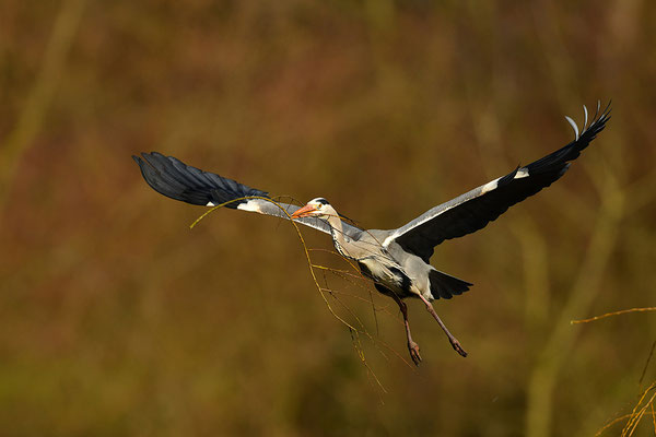 Graureiher im Flug