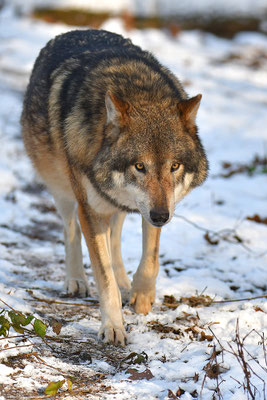 Wolf